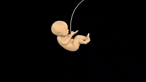 Human Fetus 3D Model Animation for Medical Science