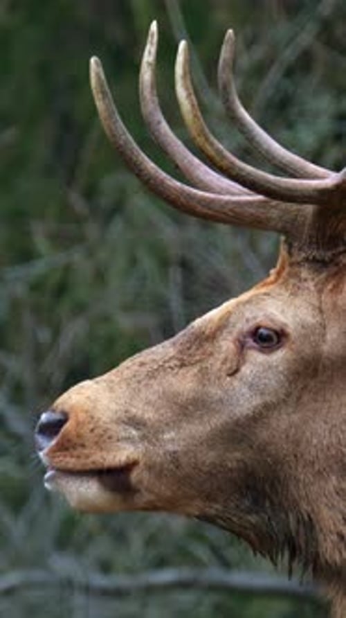 Close up of a Red deer chewing on a green background. Vertical