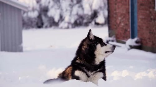 Alaskan Malamute Dog Lying On The Snow. - close up shot