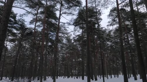 Aufnahme eines hohen Kiefernwaldes, der im Winter mit Schnee bedeckt ist, ohne dass niemand