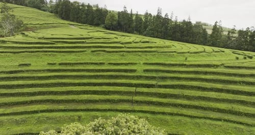 Aerial view of tea plantation and terrace farming in Azores, Portugal.