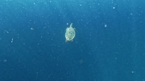 Hawksbill Sea Turtle Swimming Beetween Plankton