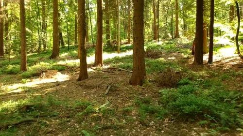 Smooth dolly shot through a lush, green and sun dappled forest floor. Sunlight shines on to the rich