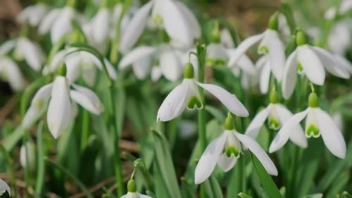 Snowdrop Pollinated By Bee During Early Spring in Forest Snowdrops Flower Spring White Snowdrops
