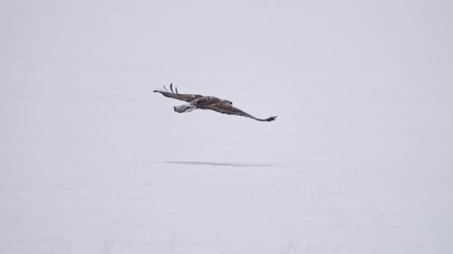 Juvenile Bald Eagle flying low to the ground in snowy landscape
