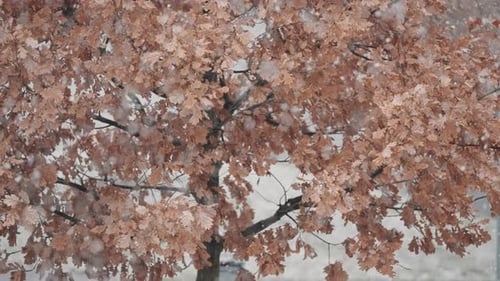 Snow Falling on Golden-Brown Autumn Tree