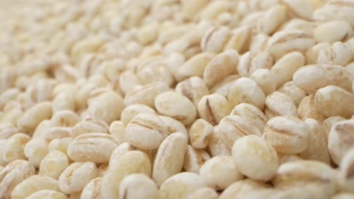 Barley seeds without hulls