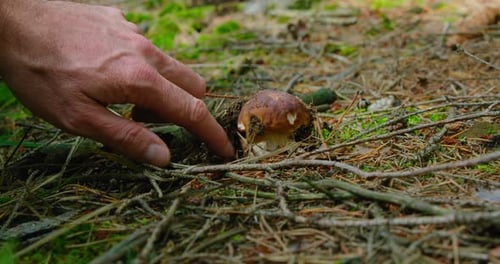 Male hands at work cut mushroom in the autumn coniferous lush green forest. Harvest time. Foraging p