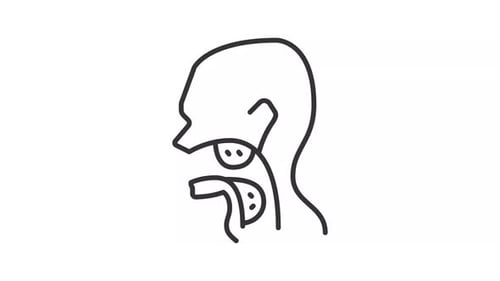 Medical Animation of Human Swallowing Process