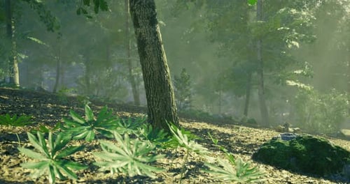 Forest Setting with Sunlight Filtering Through Trees on a Serene Morning