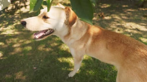 Dog Resting on a Green Lawn
