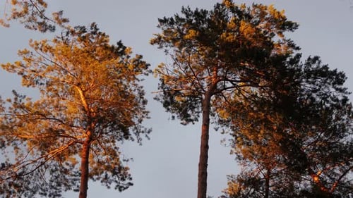 La luz del atardecer cae sobre la cima de los árboles de fuego que se mecen con el viento