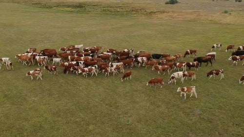 Aerial View of a Herd of Cows Grazing in a Lush Green and Unevenly Textured Pasture Spread Across
