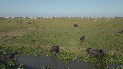 Aerial Drone Shot Circling Around a Heard of Black Cows Grazing on a Wetland Near a City