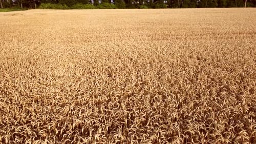 Wheat Field
