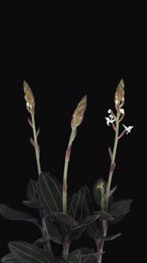 Jewel Orchid Blooming in Time Lapse