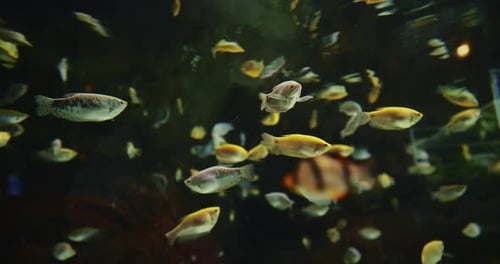 Colorful Fishes Float In Zoo