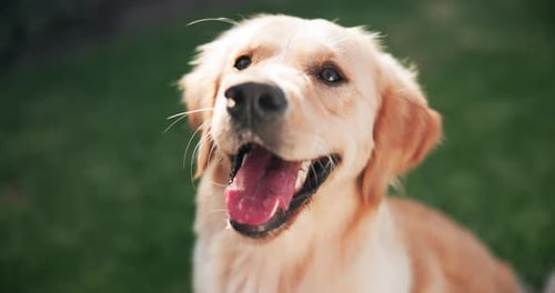 Relax, dog or pet outdoor on grass panting for happy, healthy and care free in park for summer fun