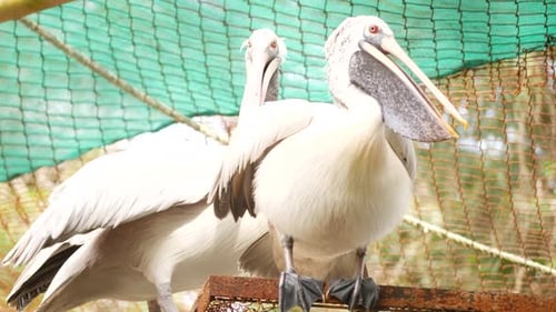 Two birds flapping thier body