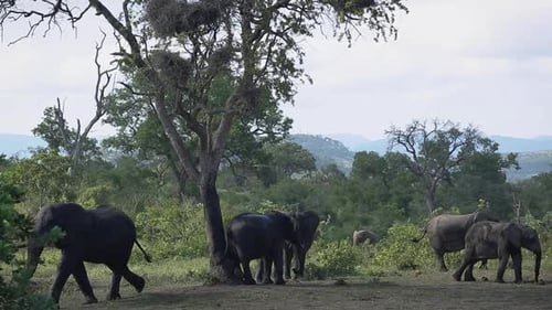 African bush elephant in Kruger National park, South Africa