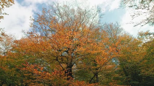 Autumn Trees with Colorful Leaves Swaying Gently