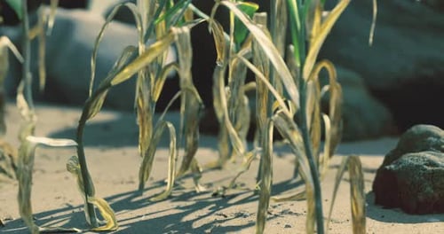 Dried Grass and Plants on Sandy Ground Under Bright Sunlight During Midday
