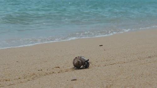 Hermit Crab Walking on the Beach Sand and Sea Background