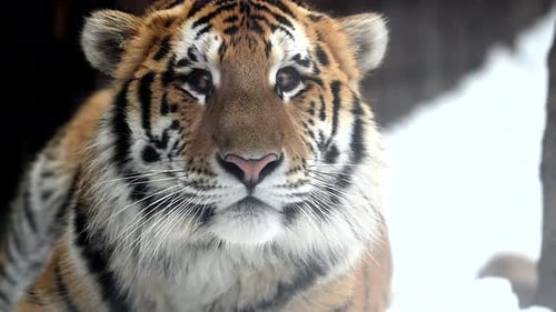 Showcasing the Beauty of a Tiger in Winter Snow at a Wildlife Reserve in a National Park