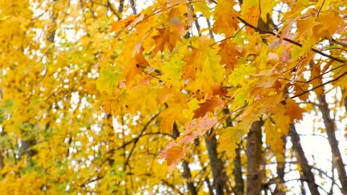 Trees in Autumn Park Selective Focus
