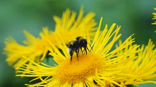 A bumblebee collects nectar from a bright yellow flower of an Inula plant.