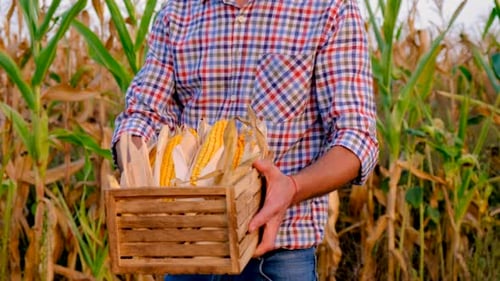 A Man Farmer Harvests Corn in a Field Selective Focus