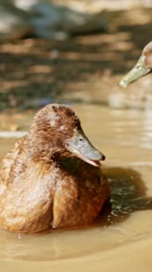 Joli canard brun éclaboussant et nettoyant ses plumes dans de l'eau boueuse