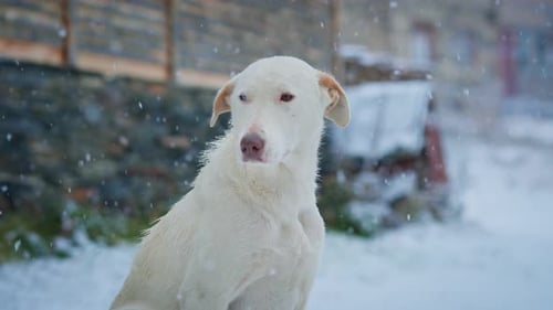 White Dog Sitting in the Falling Snow