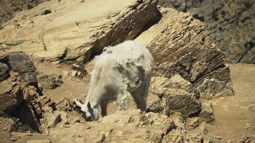 Häutende Bergziege mit zotteligem Fell starrt direkt in die Kamera, Glacier NP
