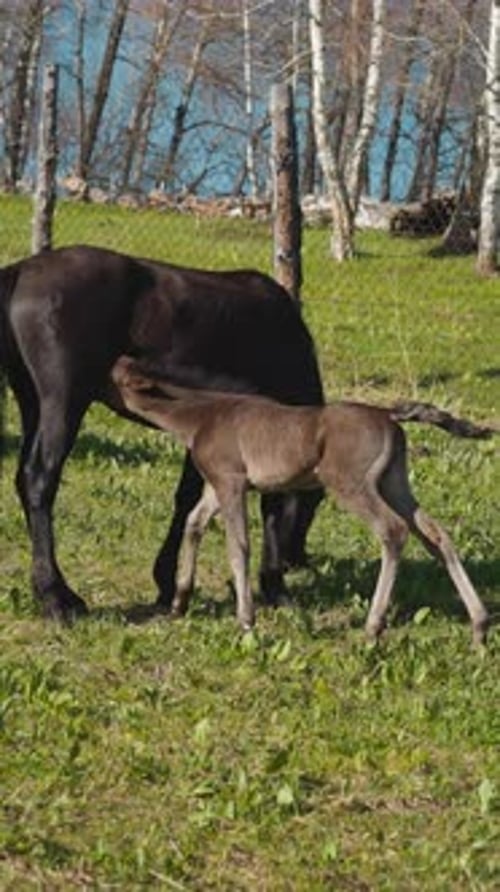 Equine Cub Sucks Mother Milk on Meadow with Mesh Fence
