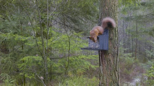 Imágenes de una ardilla roja euroasiática salvaje (Sciurus vulgaris) trepando a un pino silvestre y mirando