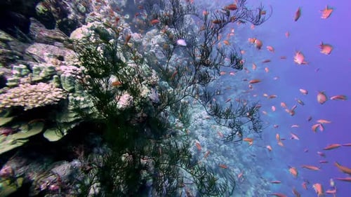 Reef Fishes Swimming Under Red Sea With Beautiful Corals In Dahab, Egypt. underwater shot