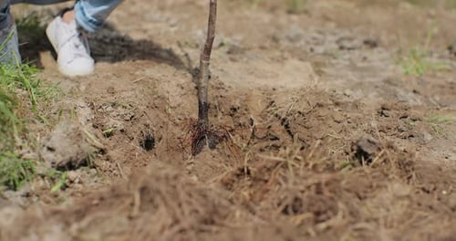 Nahaufnahme einer Gärtnerin, die draußen im Freien einen jungen Ahornbaum in den Boden pflanzt