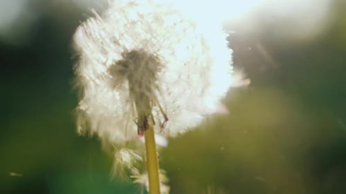 Nahaufnahme, die auf einer Löwenzahnblume weht