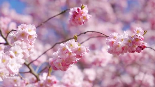 Flores de cerejeira pastel brilhando na luz brilhante da primavera