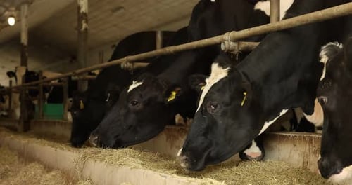 Cute cows eating hay near fence inside cowshed in dairy farm