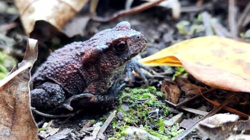 Frosch sitzt neben Blatt