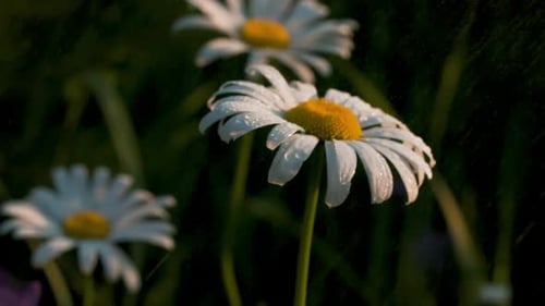 Field of white daisies under the summer rain