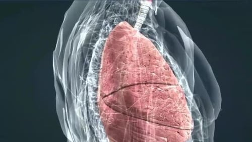 Human Lungs and Trachea Anatomy Animation