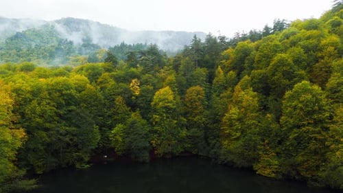 Aerial View of Forest and Lake on Overcast Day