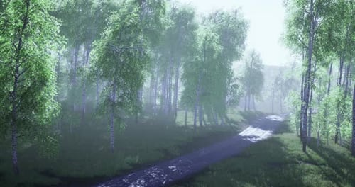 Lush Green Forest Path Illuminated By Morning Light in Serene Atmosphere