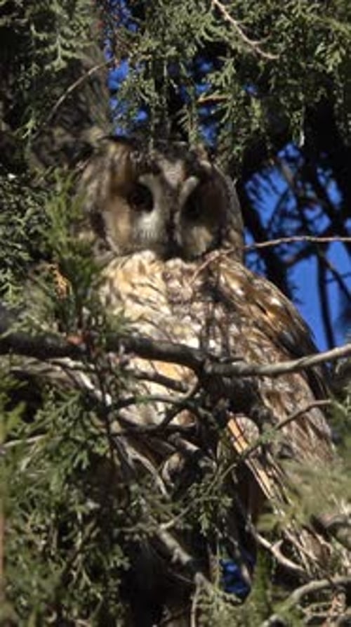 Long-eared Owl Perched in Tree