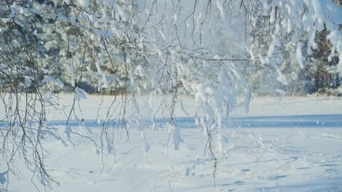 Die Winterlandschaft bietet schneebedeckte Zweige und eine ruhige weiße Umgebung
