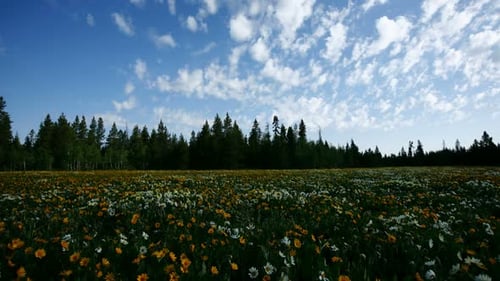 Panning of Wildflower Field
