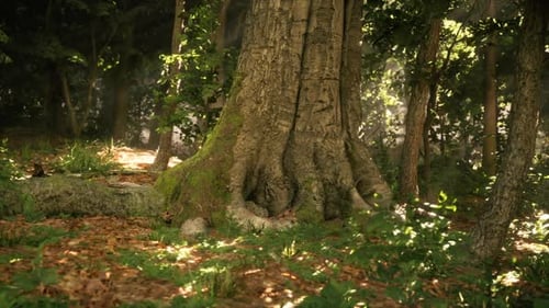 Majestic Ancient Tree with Sprawling Roots in Sunlit Forest Clearing